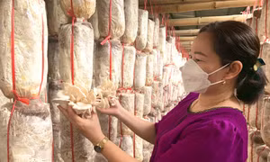 Chị Nguyễn Thị Xuân bên trong trại trồng nấm rộng 500m2. Ảnh: danviet.vn