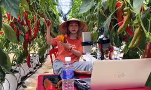 Nhân viên Hợp tác xã Vườn Nhà Đà Lạt (tỉnh Lâm Đồng) trong buổi Livestream bán hàng trực tiếp ngay tại vườn ớt ngọt. Ảnh: Chu Quốc Hùng - TTXVN