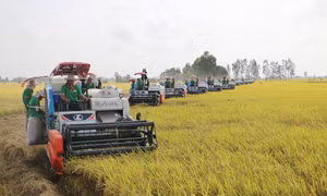 Công ty Cổ phần Tập đoàn Lộc Trời thu hoạch lúa trên cánh đồng liên kết phục vụ xuất khẩu ở huyện Thoại Sơn, tỉnh An Giang. Ảnh: Công Mạo-TTXVN