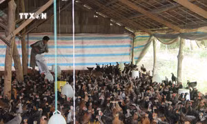 Người chăn nuôi ở Trà Vinh có lãi nhờ giá thịt gia súc, gia cầm tăng
