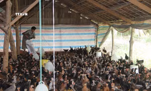 Người chăn nuôi ở Trà Vinh có lãi nhờ giá thịt gia súc, gia cầm tăng