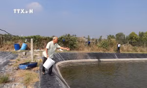 Ông Lê Thành Tăng làm giàu từ nuôi tôm nơi cù lao nhiễm mặn