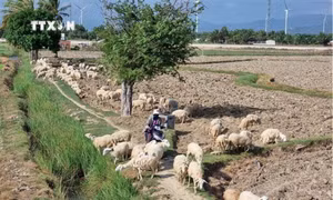Ninh Thuận phát triển vật nuôi theo đặc thù khí hậu