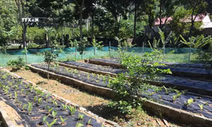 Thanh Hóa bảo tồn, phát triển dược liệu quý dưới tán rừng