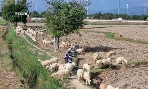 Ninh Thuận phát triển vật nuôi theo đặc thù khí hậu