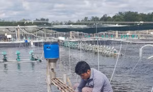 Trà Vinh tăng gấp 2 lần diện tích nuôi tôm thâm canh ứng dụng công nghệ cao