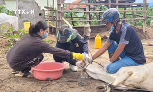 Dịch lở mồm long móng có nguy cơ lây lan rộng tại huyện Mang Yang (Gia Lai)