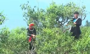 Vùng biên Thanh Thuỷ phát triển nông, lâm nghiệp theo hướng hàng hóa