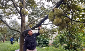 Vụ sầu riêng đầu mùa gặp khó do mưa kéo dài