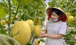Chuyển đất lúa kém hiệu quả sang trồng dưa lưới thu nhập gấp từ 4-5 lần