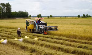 Nông dân Đồng Tháp tất bật thu hoạch lúa, đón mùa nước nổi