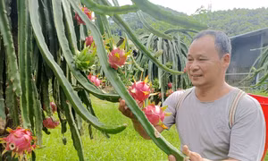 Đổi thay từ đất đồi kém hiệu quả đến vườn Thanh Long tiền triệu