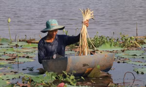 Nông dân đổi đời từ mô hình trồng rau màu 'chung sống với lũ'