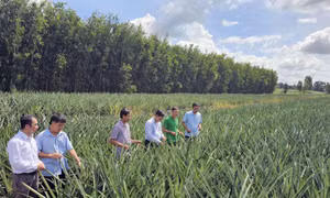Chuyển đổi cây trồng cho hiệu quả cao trên vùng phèn trũng