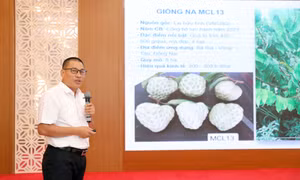 Phát triển vùng cây ăn quả đạt chuẩn, miền núi phía Bắc đón cơ hội xuất khẩu