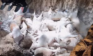 Siết chặt kiểm soát, phòng chống dịch tả lợn châu Phi