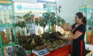 Hình thành trung tâm công nghiệp dược liệu tại tỉnh Quảng Nam với Sâm Ngọc Linh là cây chủ lực