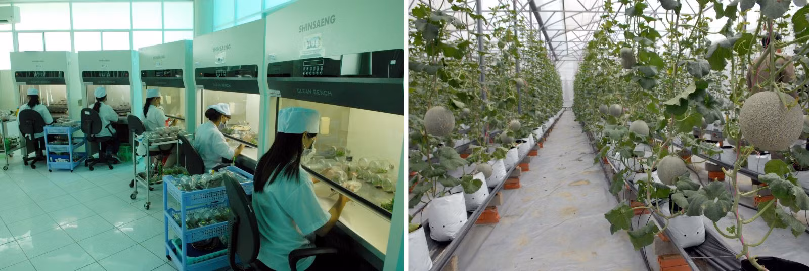 Các hoạt động đầu tư, khởi nghiệp sáng tạo trong ngành nông nghiệp công nghệ cao giúp TP Hồ Chí Minh chuyển đổi cơ cấu cây trồng phát triển kinh tế xã hội.