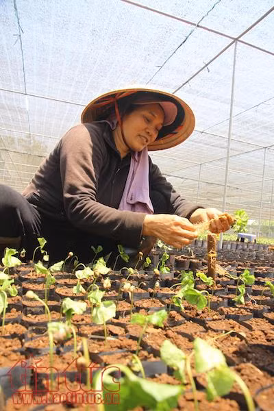 Tiết kiệm một nửa lượng nước tưới cho cây cà phê Tây Nguyên ảnh 2