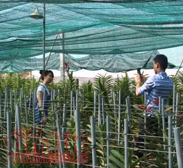 Phát triển du lịch gắn với nông nghiệp Củ Chi ảnh 2