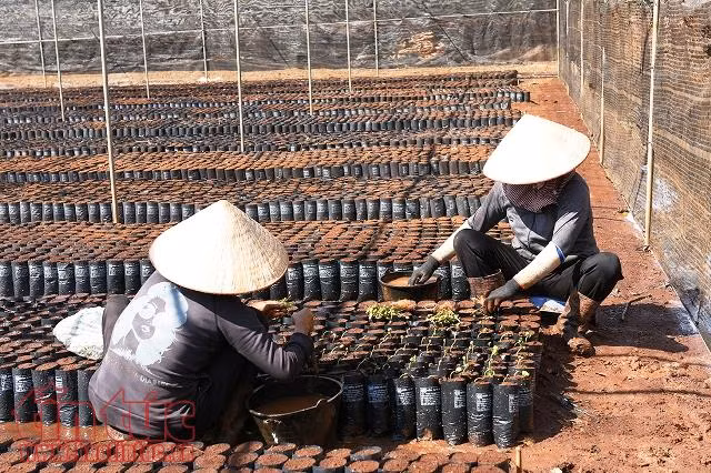 Mục sở thị quy trình tạo giống cà phê chuẩn kháng bệnh ảnh 3
