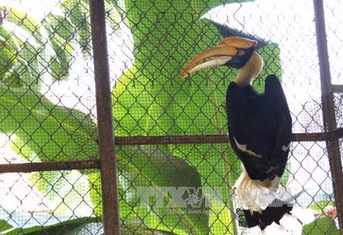 Bắt được chim Hồng Hoàng cực kỳ quý hiếm có tên trong Sách Đỏ ảnh 1