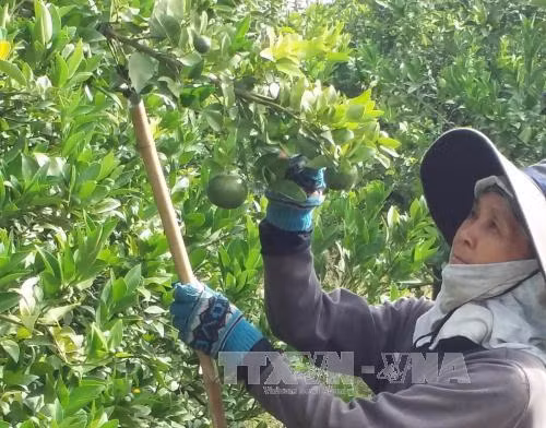 Vì sao thương lái thu mua quýt non tại Bà Rịa - Vũng Tàu? ảnh 1
