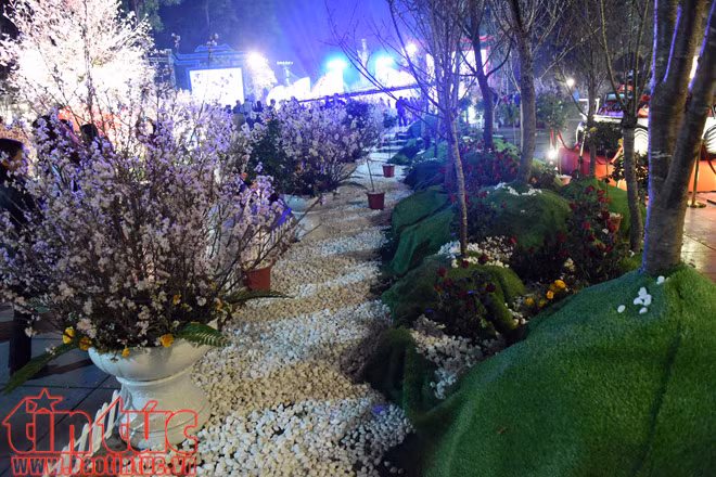 Hoa anh đào Nhật Bản lung linh khoe sắc ở Hà Nội ảnh 8