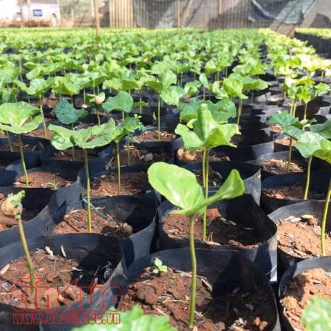 Mục sở thị quy trình tạo giống cà phê chuẩn kháng bệnh ảnh 5