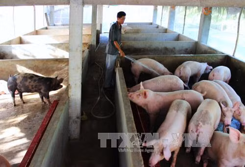 Kiến nghị đưa chi phí đeo vòng nhận diện truy xuất nguồn gốc vào giá bán heo ảnh 1