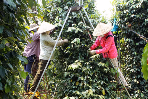 Cần hỗ trợ đất cho đồng bào ở Đắk Lắk ảnh 2