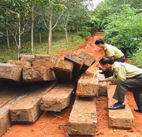 Kon Tum: Liên tiếp bắt được gỗ... vô chủ ảnh 1