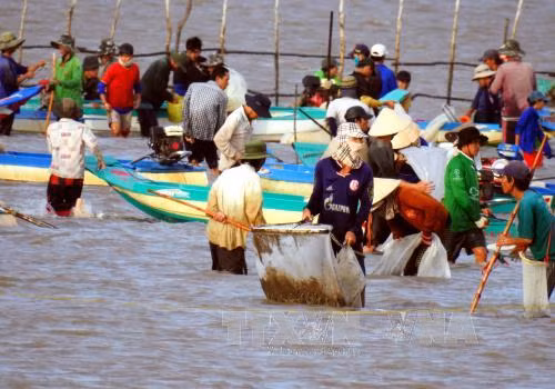 Cà Mau theo dõi chặt chẽ tình hình sau vụ tranh chấp khai thác nghêu ảnh 1