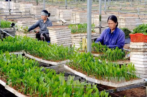 Tăng tuổi nghỉ hưu – nhiều vấn đề đặt ra ảnh 1