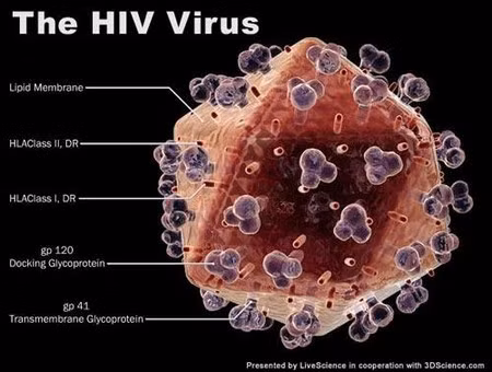 Phát hiện phân tử làm lây lan HIV ảnh 1