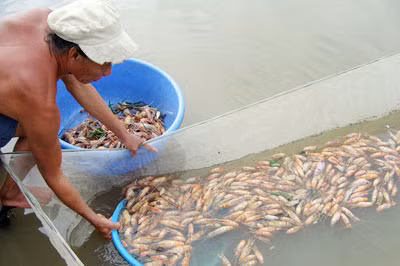 Bạc Liêu mất trắng 2470 ha tôm vì thời tiết ảnh 1