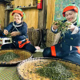Chè Shan tuyết cổ thụ Xà Phìn khẳng định giá trị, mở rộng đầu ra