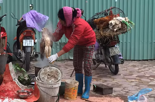 Dịch cúm gia cầm vẫn nóng, người Hà Nội thờ ơ ảnh 2
