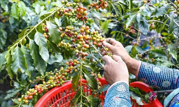 Giá cà phê giảm mạnh xuống dưới mốc 90.000 đồng/kg