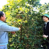 Sơn La chú trọng phát triển cây cà phê hướng tới đưa sản phẩm cà phê xuất khẩu.