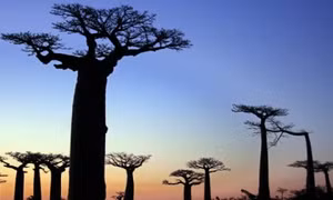 Số phận mong manh của 'cây lộn ngược' ở Madagascar 