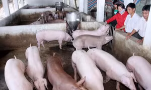 Giới hạn dư lượng thuốc vỗ béo gia súc 