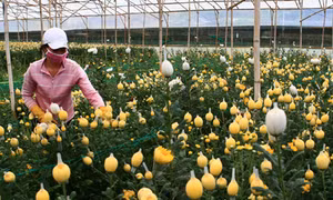 Những sản vật kết tinh từ đất lành