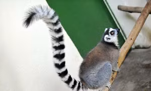 Vượn cáo ở Madagascar