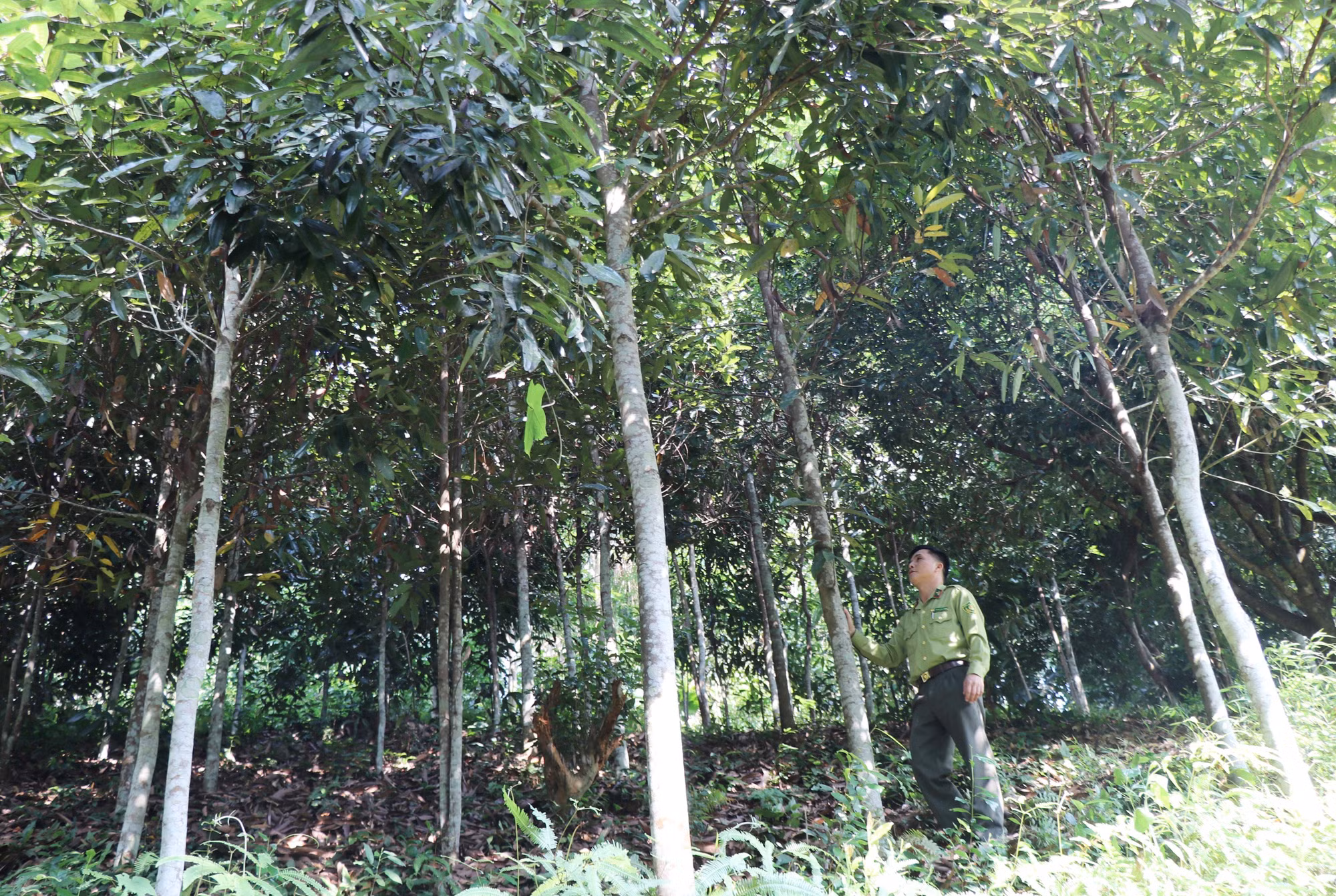 potal-thai-nguyen-cay-que-dem-lai-thu-nhap-cao-cho-dong-bao-vung-atk-dinh-hoa-5738776.jpg