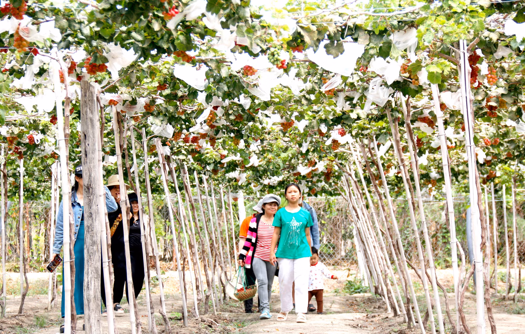 potal-suc-hut-tu-san-pham-du-lich-nong-nghiep-tai-binh-thuan-7863051.jpg