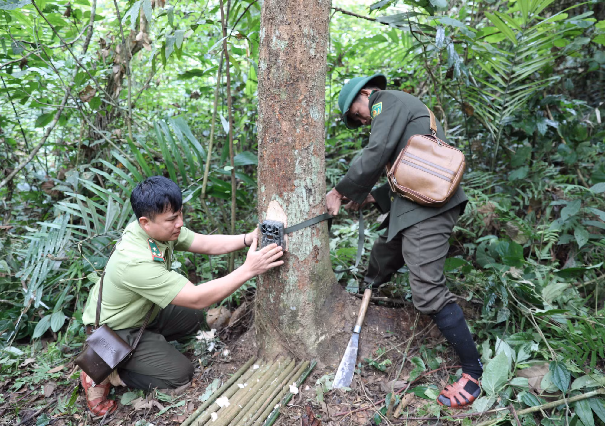 potal-khu-bao-ton-pu-huong-ap-dung-cong-nghe-bay-anh-trong-giam-sat-7771267.jpg