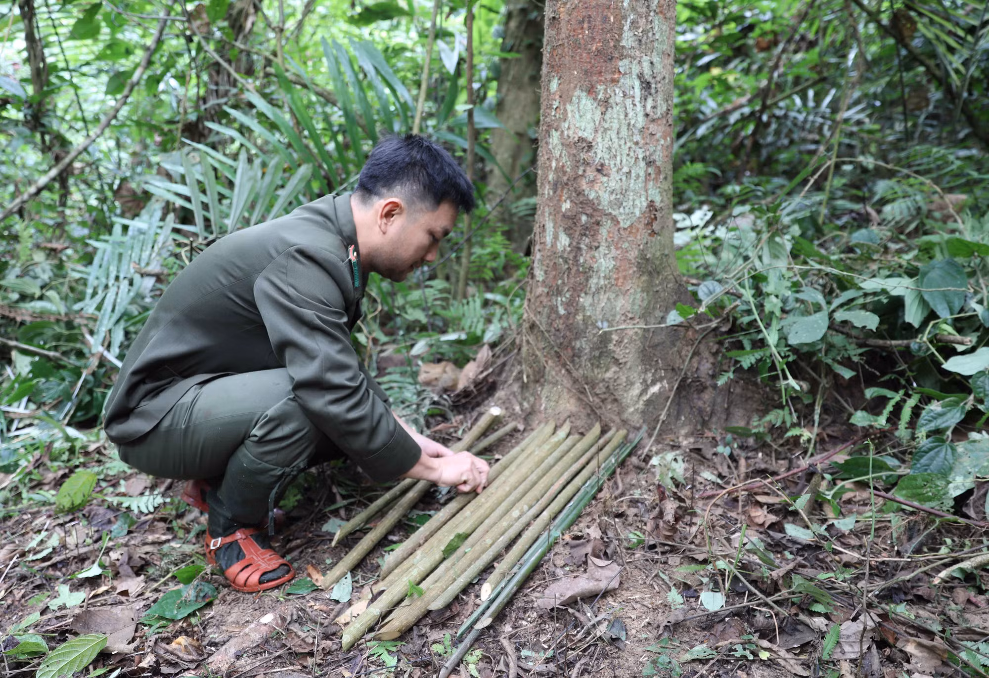 potal-khu-bao-ton-pu-huong-ap-dung-cong-nghe-bay-anh-trong-giam-sat-7771272.jpg