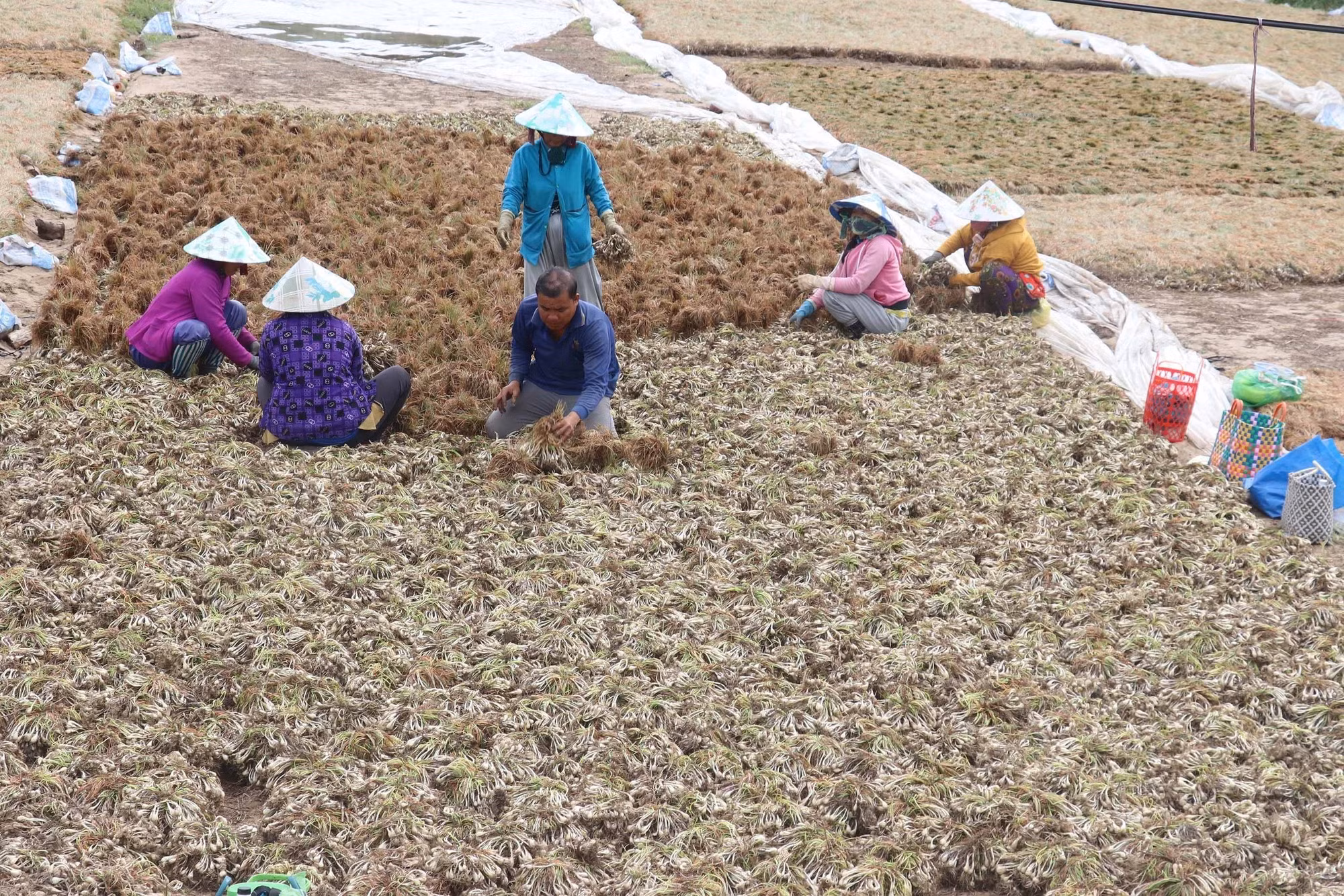 potal-nong-dan-trong-kieu-tai-dong-thap-thu-lai-hon-150-trieu-dongha-7523276.jpg
