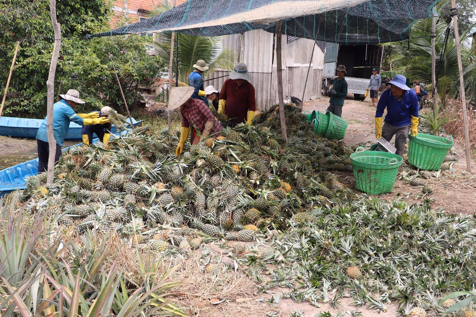 potal-tien-giang-nong-dan-dong-thap-muoi-duoc-mua-dua-7947275.jpg